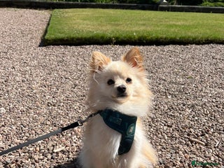 Pomeranian dogs - Advert 13