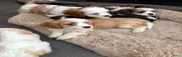 Cavalier King Charles Spaniel dogs for sale: Beautiful Cavalier King Charles Puppies for Sale - Advert 14