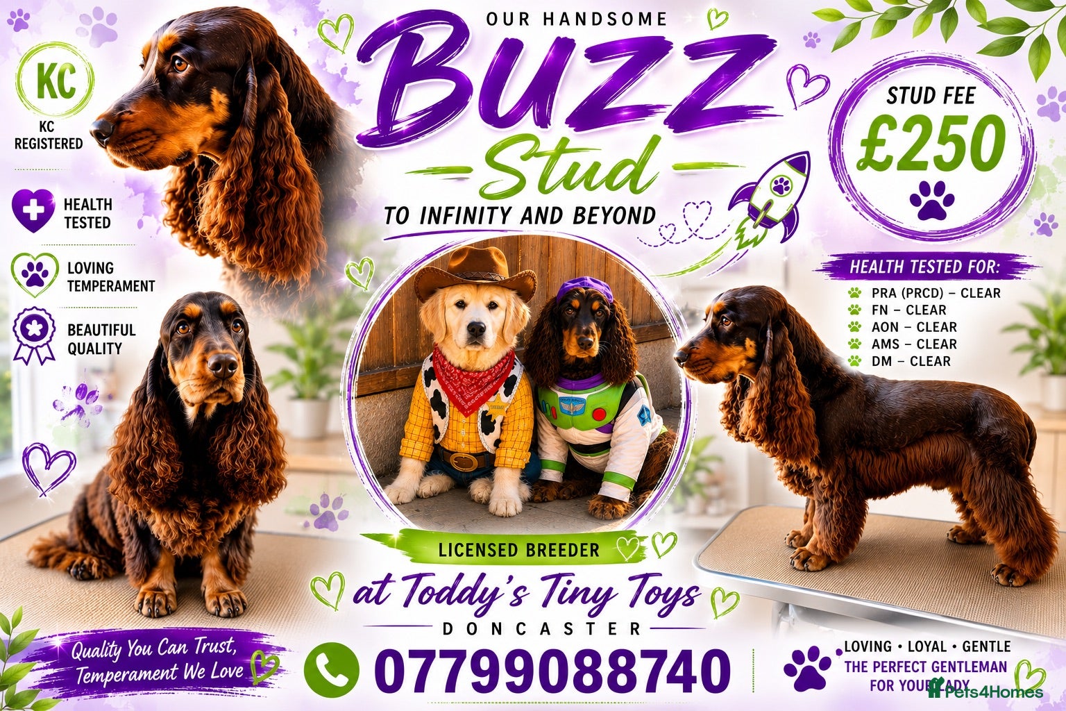 Cocker Spaniel dogs stunning chocolate and tan show cocker  stud - Advert 20