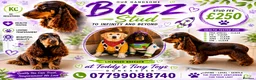 Cocker Spaniel dogs for stud: stunning chocolate and tan show cocker  stud - Advert 1
