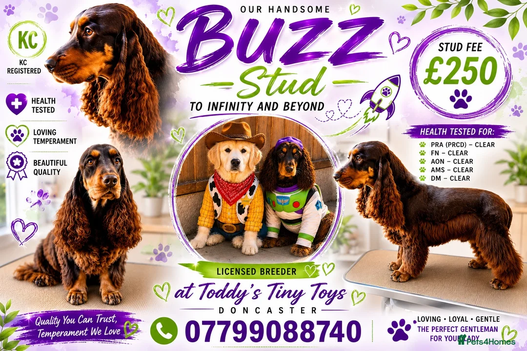 Cocker Spaniel dogs for stud: stunning chocolate and tan show cocker  stud - Advert 1