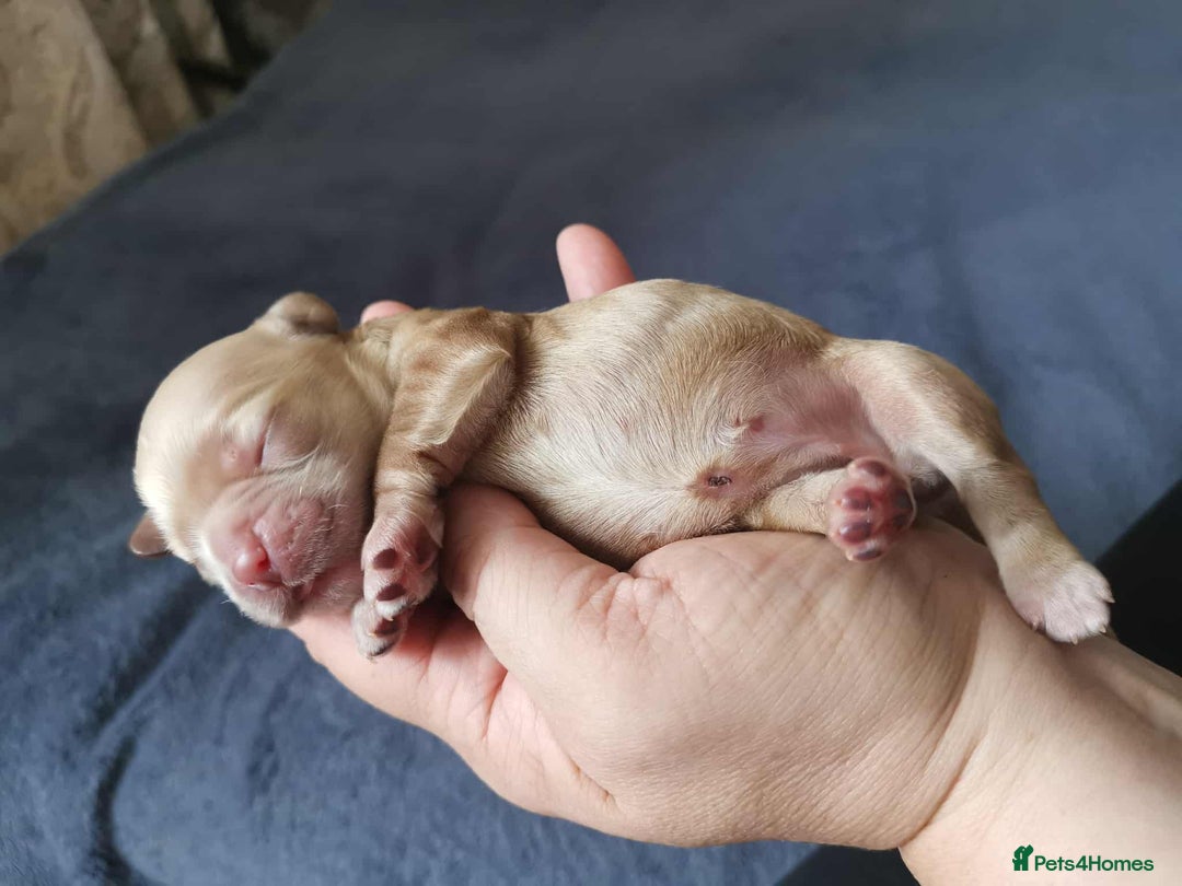 American Cocker Spaniel dogs for sale: Stunning Anerican Cocker spaniels girl - Advert 17