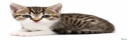 Domestic Shorthair cats for sale: Tabbys - Advert 7
