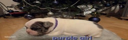 French Bulldog dogs for sale: Adorable French Bulldog puppies  - Advert 20