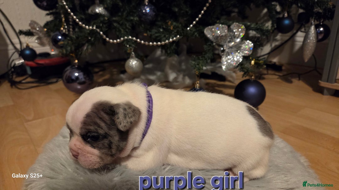 French Bulldog dogs for sale: Adorable French Bulldog puppies  - Advert 20