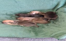 Staffordshire Bull Terrier dogs for sale: Beautiful staffy pups - Image 2
