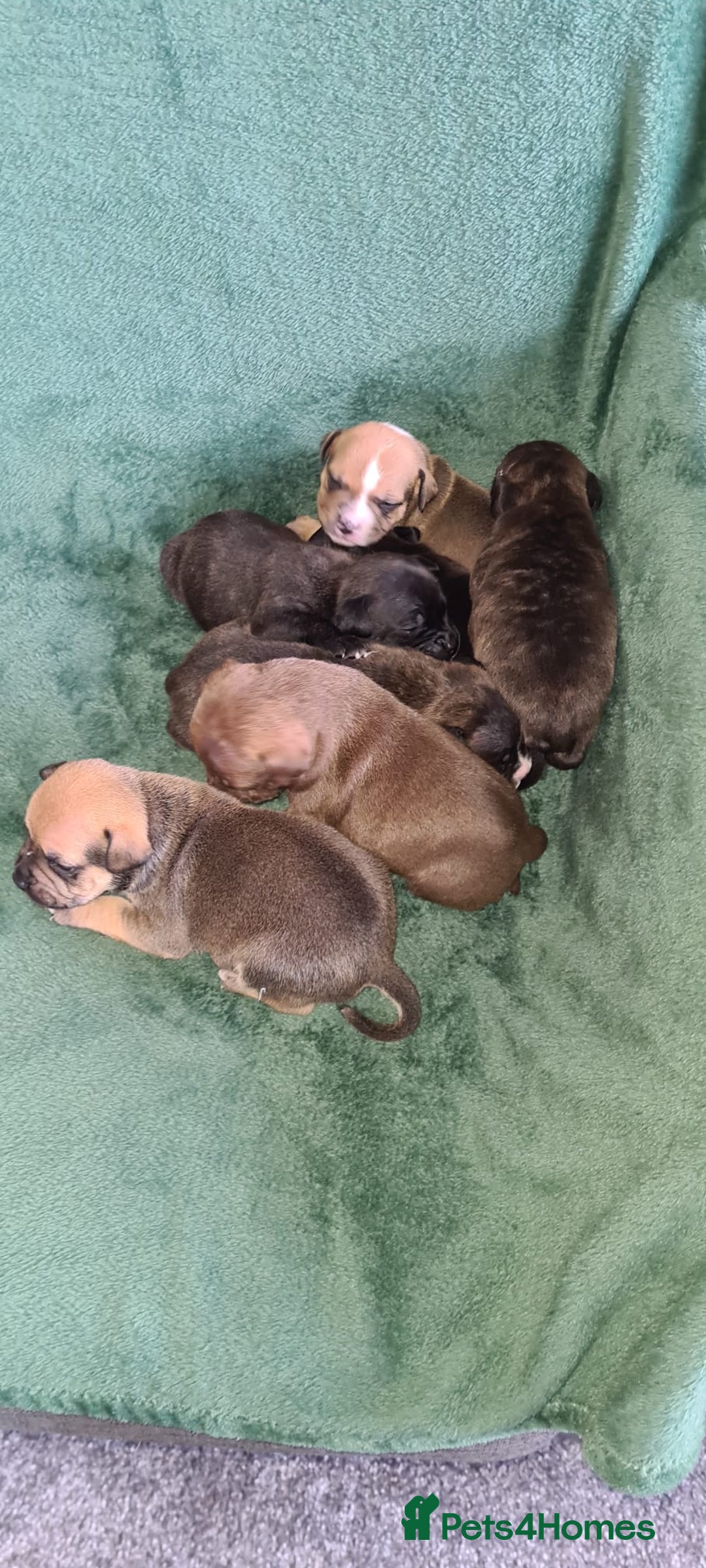 Staffordshire Bull Terrier dogs for sale: Beautiful staffy pups - Image 2