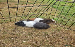 Guinea Pig rodents for sale: Lovely natured guinea pigs - Image 6