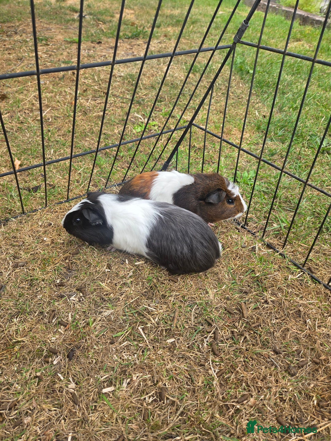Guinea Pig rodents for sale: Lovely natured guinea pigs - Image 6