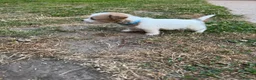 Jack Russell dogs for sale: Jack Russell puppies  in Ruthin - Advert 4