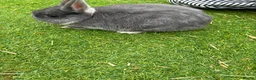 Netherland Dwarf rabbits for sale:     🐰 Quality BRC Ringed Netherland Dwarf Bucks🐰 - Advert 2