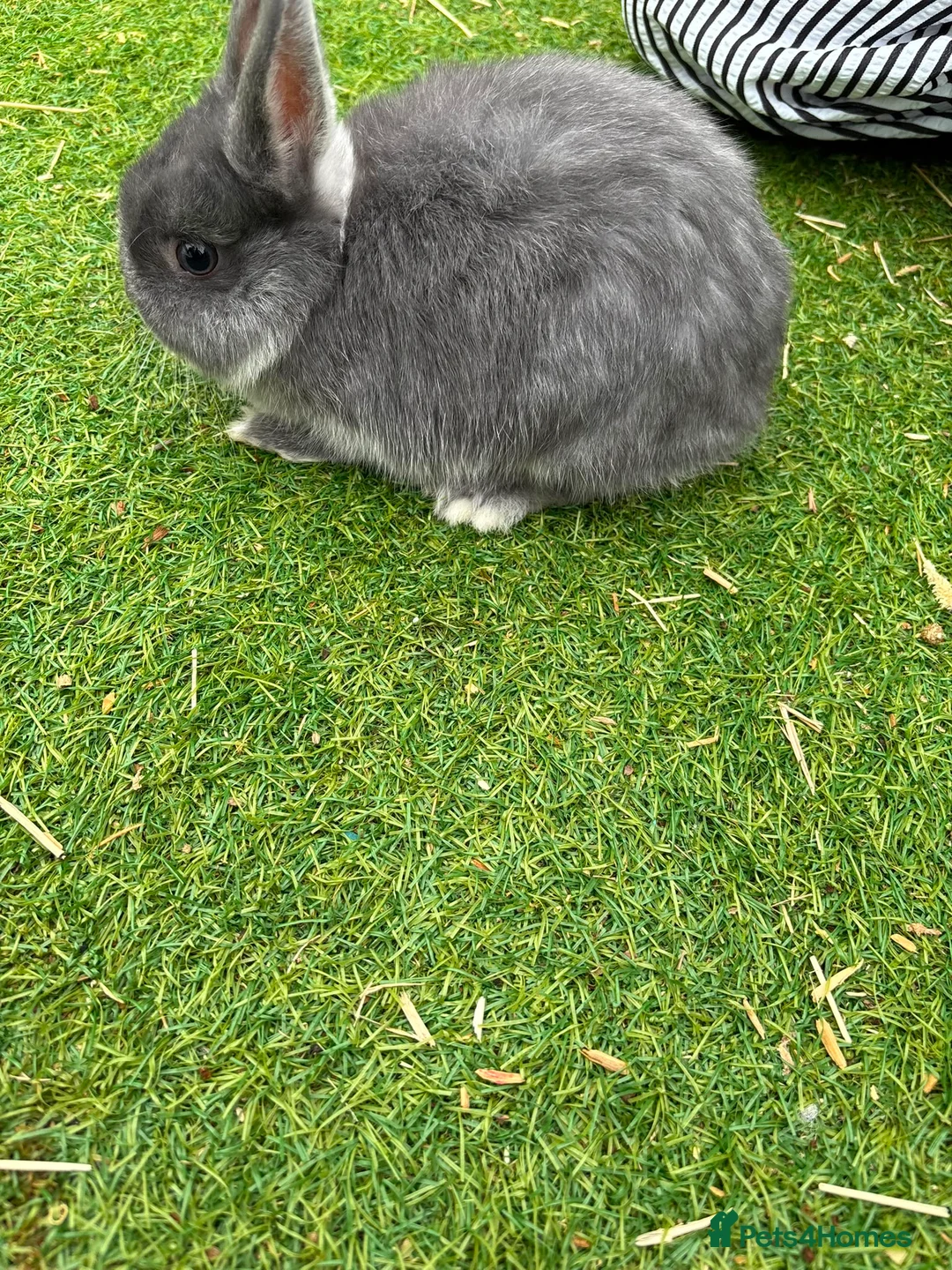 Netherland Dwarf rabbits for sale:     🐰 Quality BRC Ringed Netherland Dwarf Bucks🐰 - Advert 2
