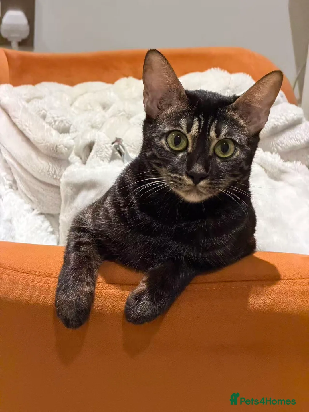 Bengal cats for sale: Black Bengal female looking for a loving new home - Advert 2