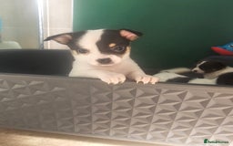 Chihuahua dogs for sale: Chihuahua Puppies Long haired and short - Image 2
