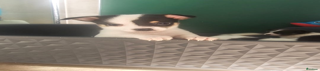 Penny (penelope)