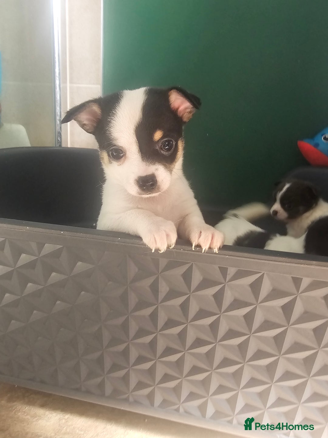 Chihuahua dogs for sale: Chihuahua Puppies Long haired and short - Image 2