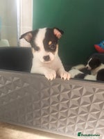 Chihuahua dogs - Advert 11
