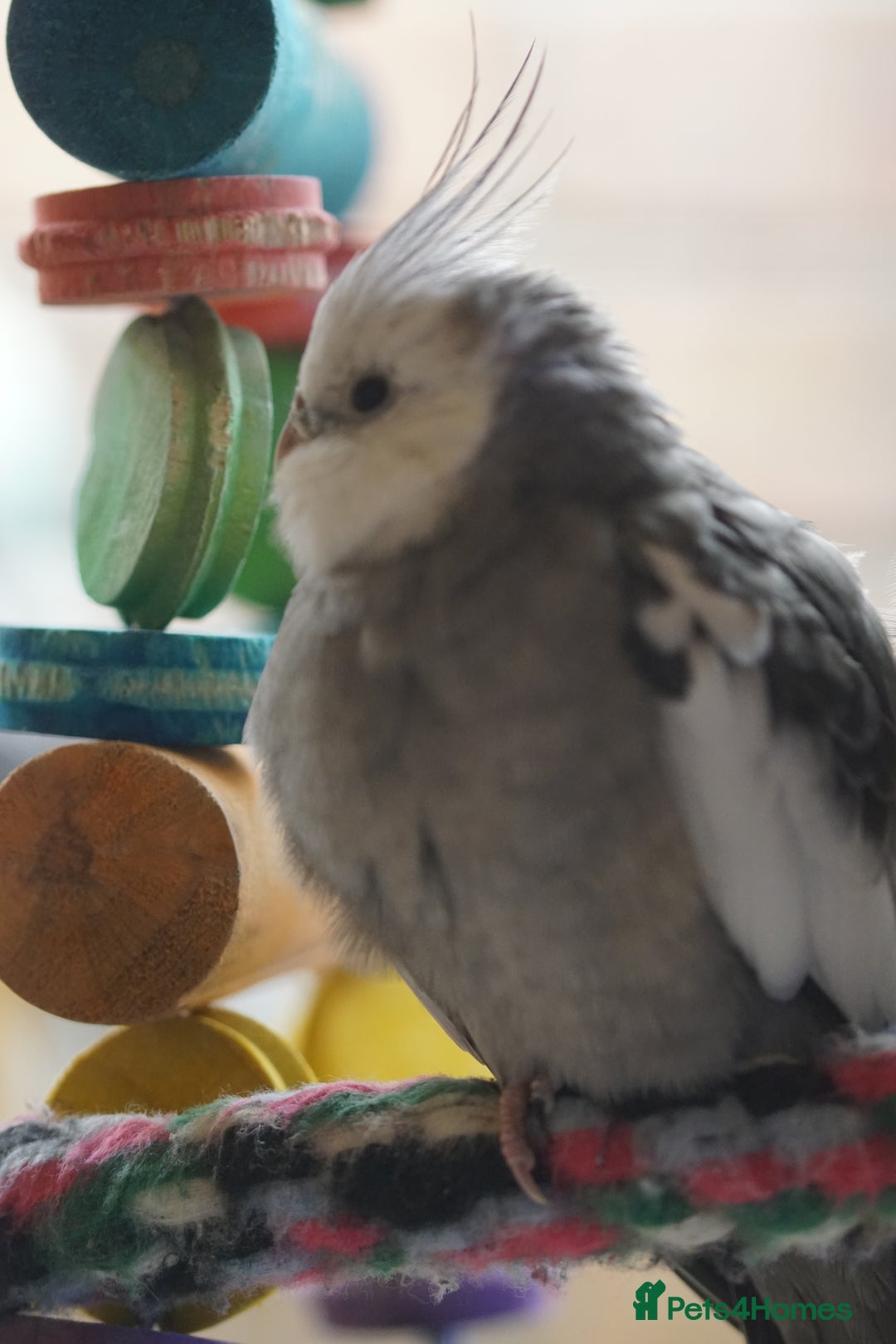 Cockatiels birds for sale: Cockatiels Mixed Genders  - Advert 15