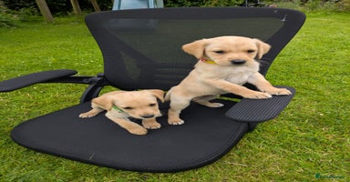 Labrador Retriever dogs - Advert 14