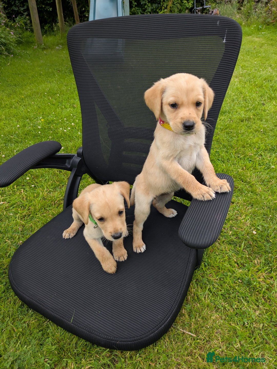 Labrador Retriever dogs for sale: Healthy Adorable kC registered Labrador puppies  - Image 3