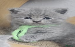 British Shorthair cats for sale: High Quality British Short Haired Kittens - Image 16