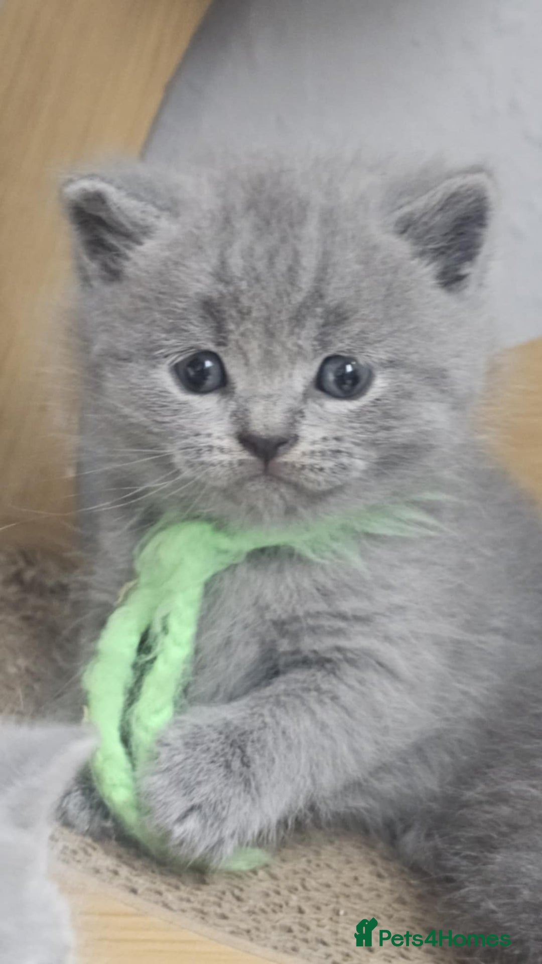 British Shorthair cats for sale: High Quality British Short Haired Kittens - Image 16