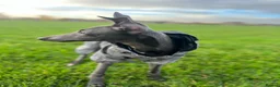 Mixed Breed dogs for sale: Italian greyhound  - Advert 5