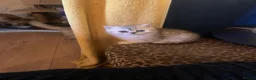 Exotic cats for sale: Exotic kittens  - Advert 8