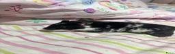Hamster rodents for sale: Female pedigree hamster with cage  - Advert 4