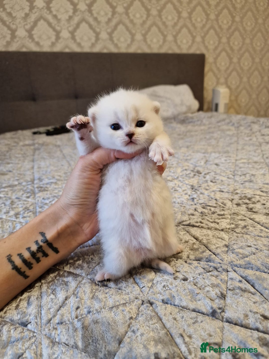 British Shorthair cats for sale: 💜British Shorthair Silver Chinchilla🧡 - Advert 3