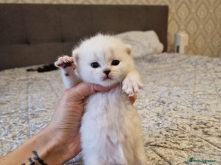 British Shorthair cats 💜British Shorthair Silver Chinchilla🧡 - Advert 11