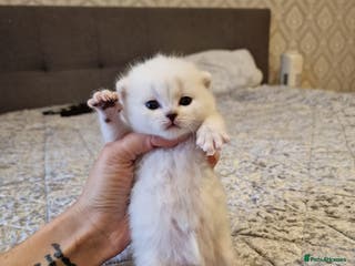 British Shorthair cats 💜British Shorthair Silver Chinchilla🧡 - Advert 18