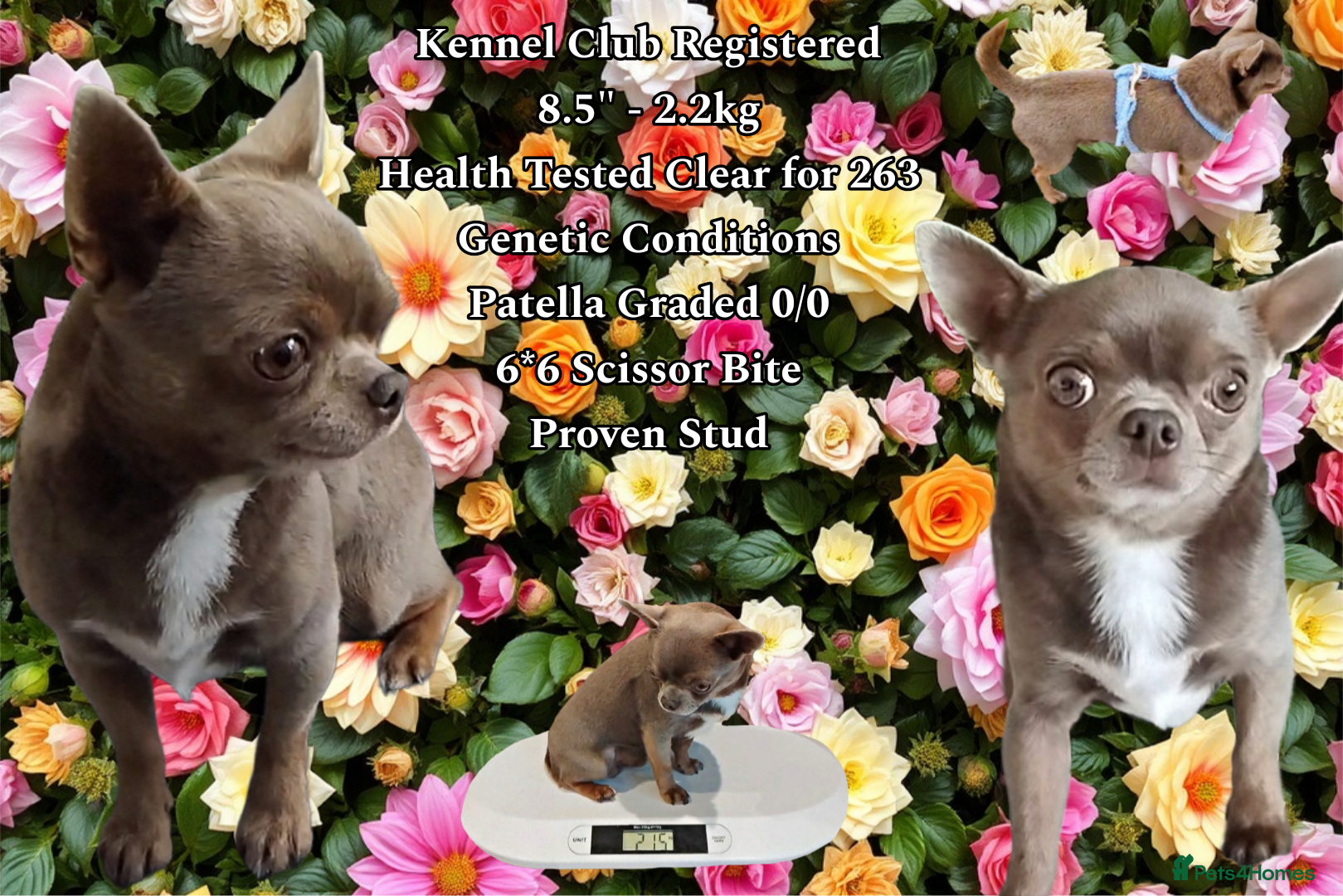 Chihuahua dogs KC reg - Health tested - PROVEN  - Advert 3