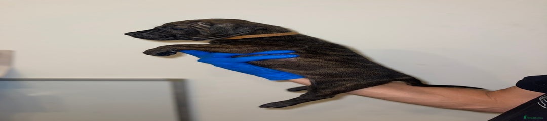 FEMALE
