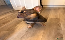 French Bulldog dogs for sale: Male French bulldog - Image 7