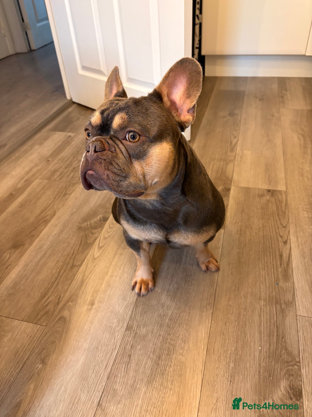 French Bulldog dogs for sale: Male French bulldog - Image 7