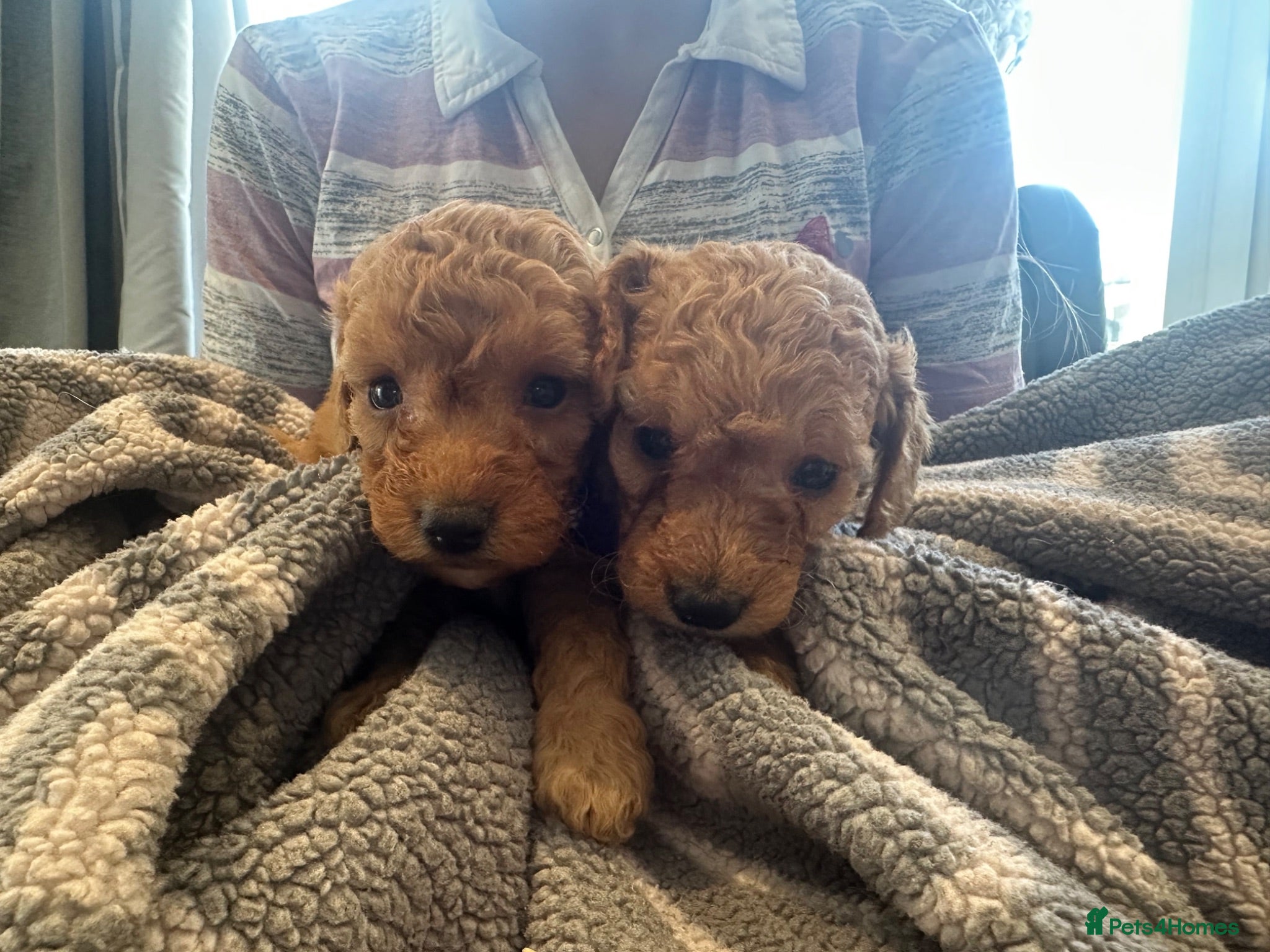 Cockapoo dogs Unique litter f1b some very curly miniaturecockapo - Advert 13