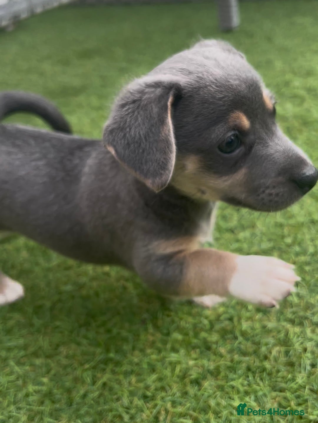 Jack Russell dogs for sale: READY NOW - QUALITY BLUE JR MINIATURE GIRL - Image 11