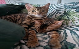 Bengal cats for sale: Beautiful bengal kittens - Image 10