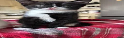 Mixed Breed cats for sale: Lovely fluffy Kittens Ready for New Homes - Advert 11