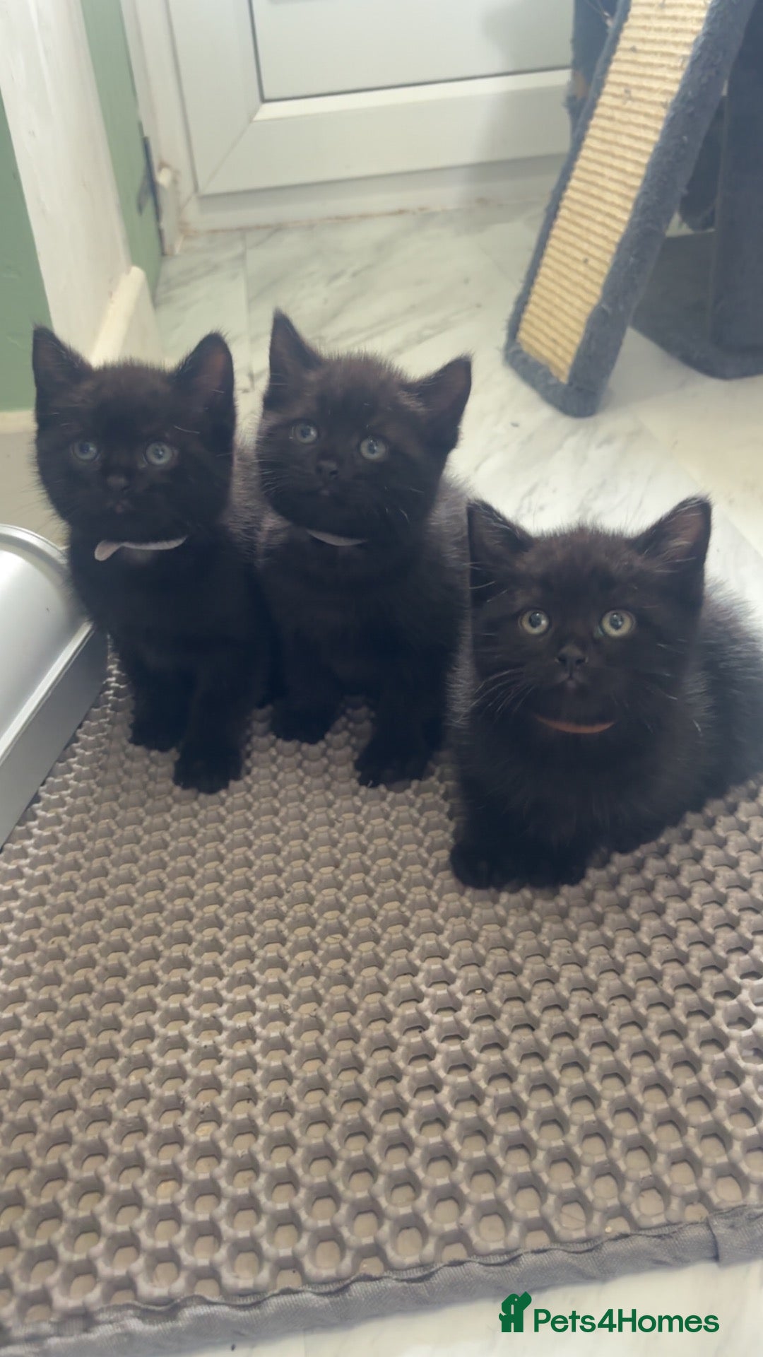 Mixed Breed cats 2 LEFT British shorthair x kittens - Advert 5