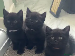 Mixed Breed cats 2 LEFT British shorthair x kittens - Advert 5