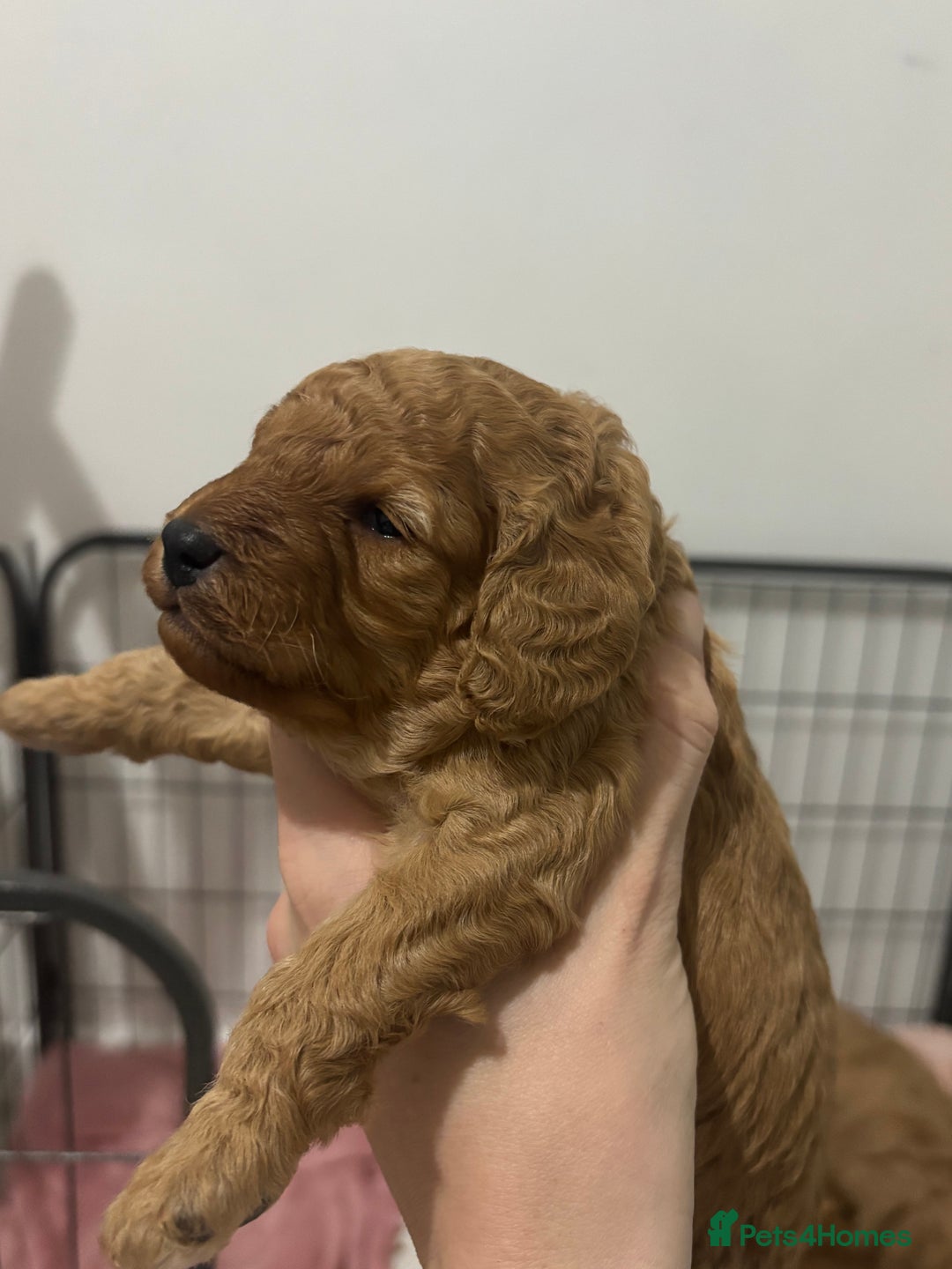 Cockapoo dogs for sale: Red cockapoo pups 😍 3 weeks old almost  - Advert 18