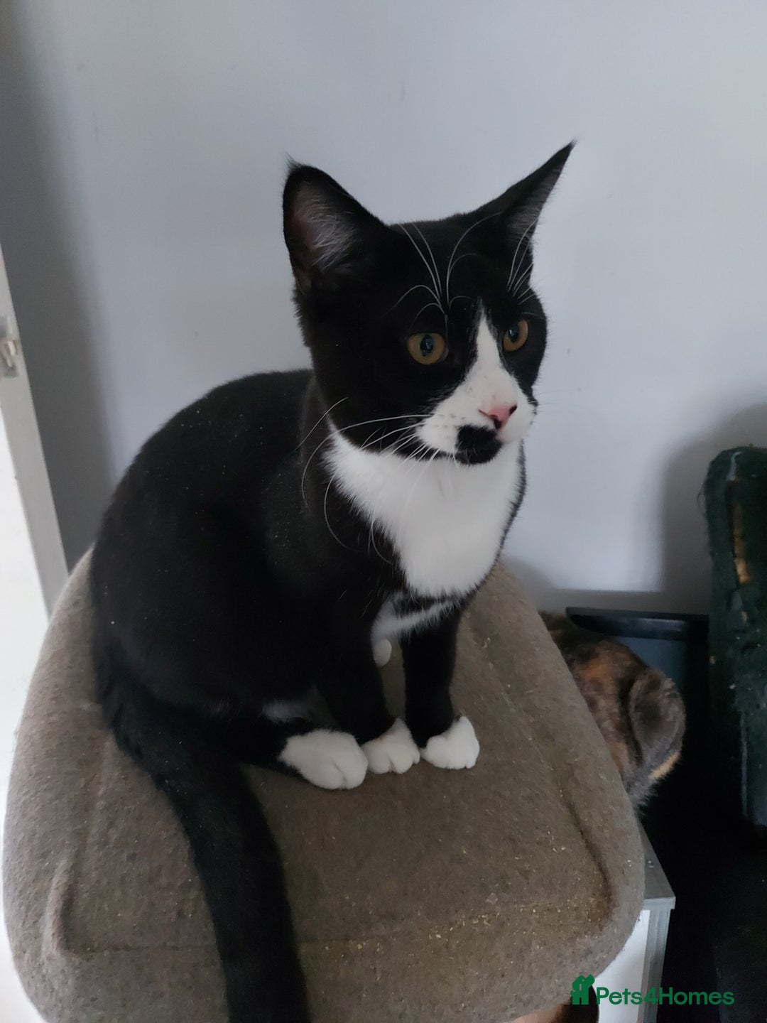 Mixed Breed cats for sale: Maine coon x sphynx boys - Advert 4