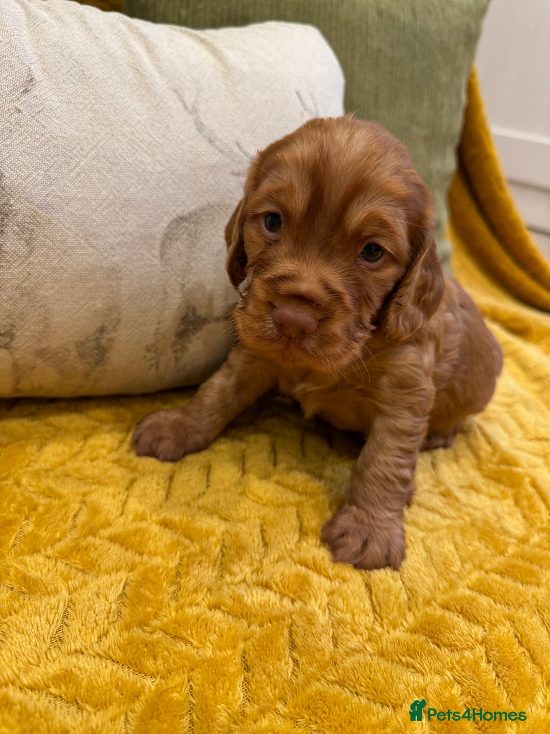 Cocker Spaniel dogs for sale: Gorgeous working cocker spaniel puppies - Image 9