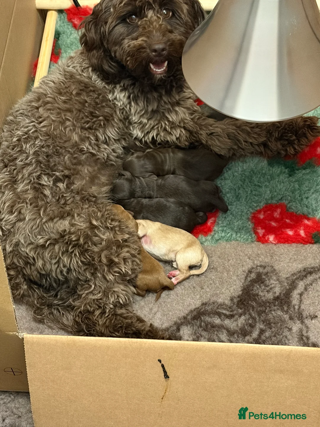 Cockapoo dogs for sale: F1B cockapoos!  - Advert 4