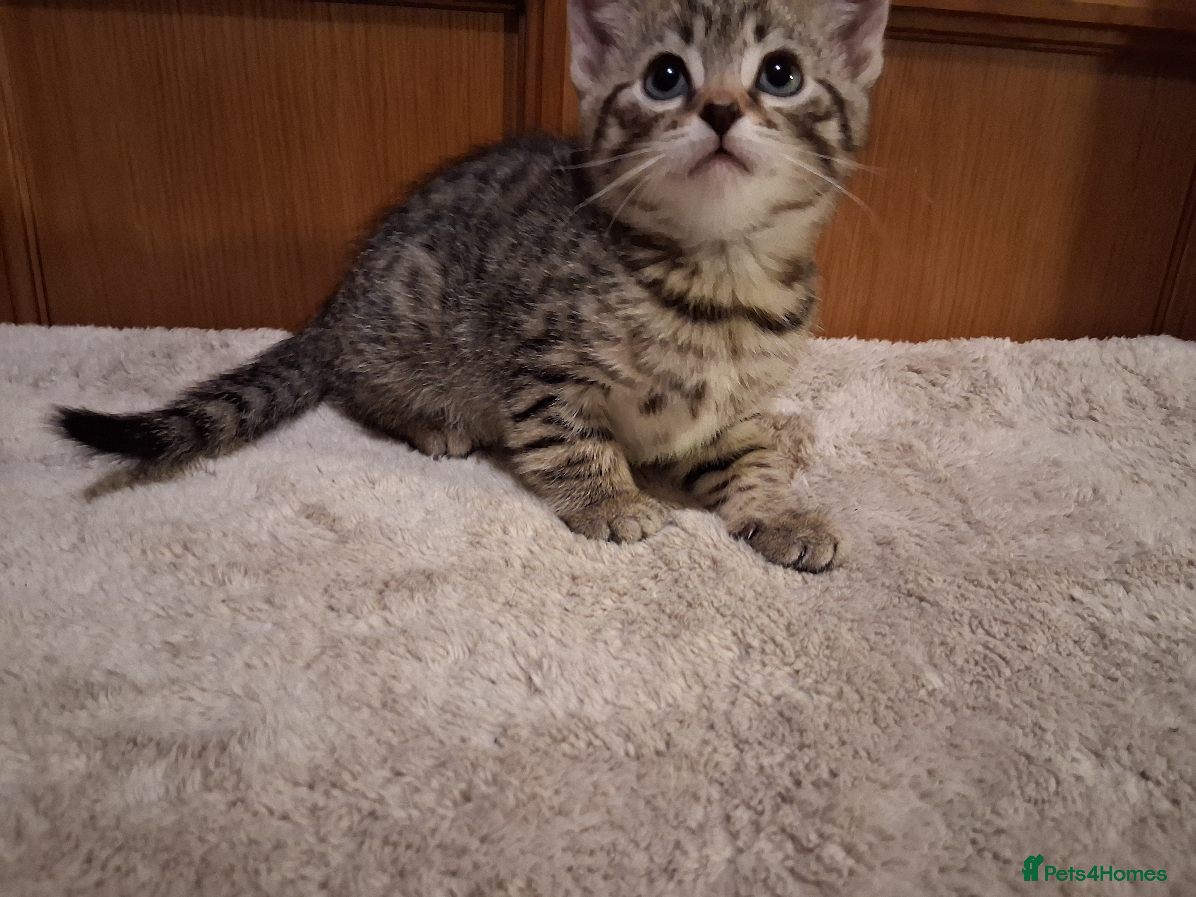 British Shorthair cats Beautiful Champagne Toyger Kittens 😻 - Advert 2