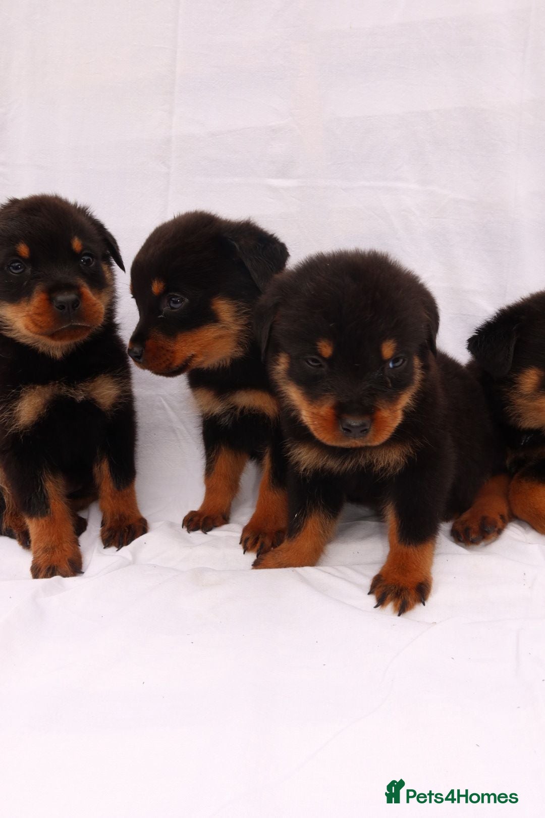 Rottweiler dogs for sale: Rottweiler puppy  - Image 1