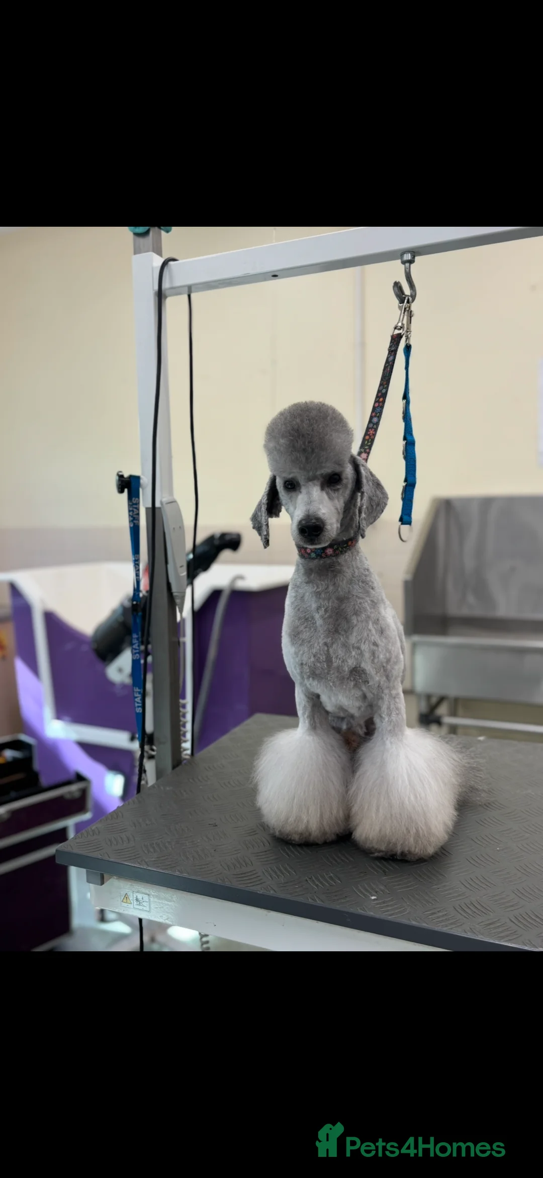 Miniature Poodle dogs for stud: KC miniature silver poodle STUD ONLY  - Advert 2
