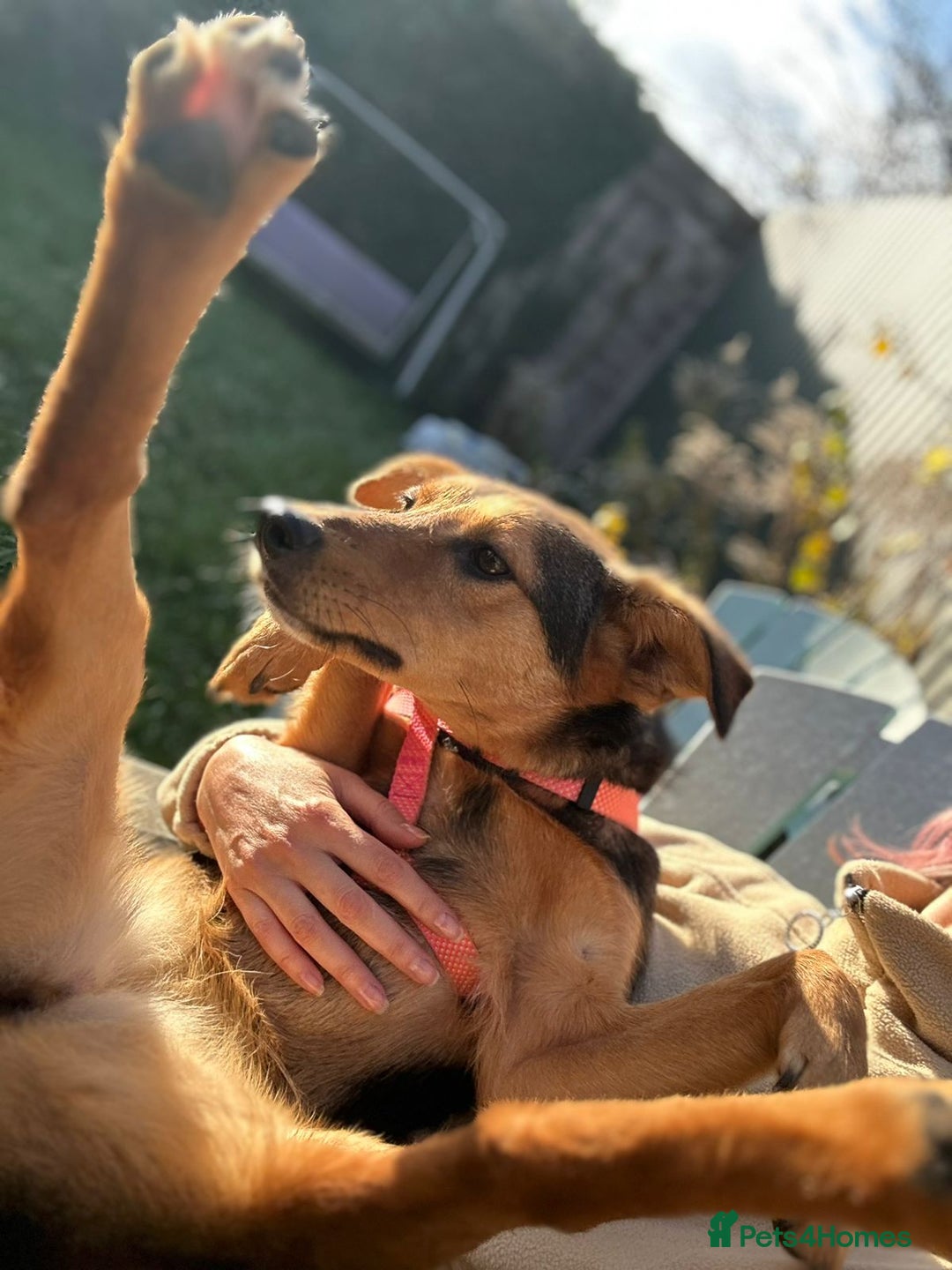 Mixed Breed dogs for adoption: ❤️🐶 RAPUNZEL – 1 year old gentle model❤️🐶  - Advert 8